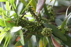 Pouteria gardneriana